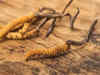 Chinese intruded into Indian territory to collect Cordyceps fungus: Report