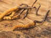 Chinese intruded into Indian territory to collect Cordyceps fungus: Report