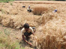 Bright prospects of rabi foodgrain production to offset kharif losses