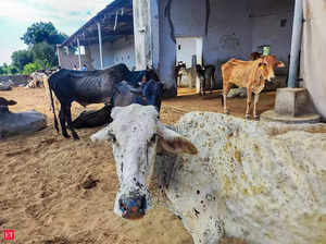 Maha: Lumpy skin disease claimed lives of 11,547 cattle in ten months, govt says