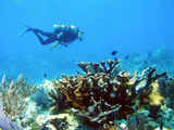 Colony of Caribbean elkhorn coral near Molasses Reef