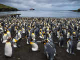 They survived the hunters: Now king penguins face climate change