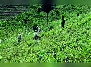 20-acre poppy cultivation destroyed in Manipur