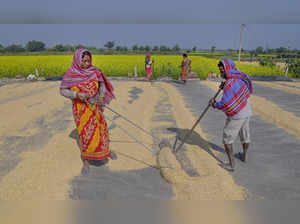 Farm workers spread paddy grain for drying