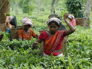 Tea exports