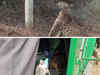 Watch: Forest team rescues leopard stuck to a fence wire