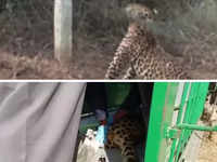 leopard: Bengaluru: Leopard spotted roaming in Whitefield area - The  Economic Times