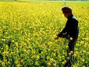 GM mustard: Tests prescribed, dropped; no health expert participated in appraisal, claims report