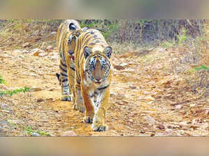 The department plans construction activities in Todgarh-Raoli Wildlife Sanctuary which is part of the proposed Kumbhalgarh Tiger Reserve