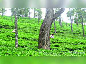 Handing over leased forest land will benefit Tantea: Min