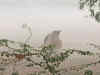 Dense fog engulfs Delhi-NCR; Why does this happen every year?