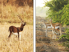 Threats from human presence pushing blackbucks to smaller areas, making it difficult to find new mates, says IISc study