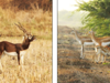 Threats from human presence pushing blackbucks to smaller areas, making it difficult to find new mates, says IISc study