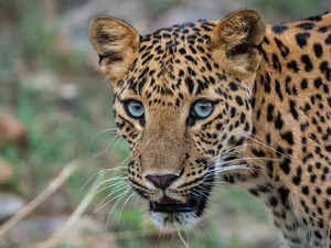 Leopard scare: Bangalore University cautions students & faculty