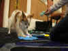 Show your pet some love! Bring home smart food bowl, collar monitor & litter robot from CES 2023