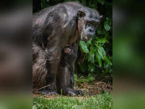 Birth of world's rarest chimpanzee at Chester Zoo brings hope. This is what happened