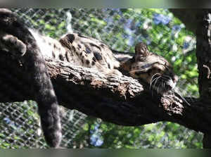 Clouded leopard goes missing at zoo in Dallas. This is what happened