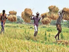 High-yielding crop varieties, favourable weather expected to add wheat output by 5 million tonnes this year: IIWBR