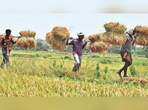 High-yielding crop varieties, favourable weather expected to add wheat output by 5 million tonnes this year: IIWBR