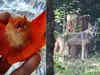 Rare ‘orange bat’, endangered ‘Indian wolf’ gets spotted in Chhattisgarh's Bastar district