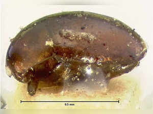 This undated handout received courtesy of optometrist Rob Holloway on January 19, 2023 shows a sample of a native species of orthoperus beetle, which measures less then 1 millimetre in length, the culprit for the "Christmas Eye" affliction which is typically only found in Australia's Albury-Wodonga region about 300 kilometres (186 miles) northeast of Melbourne. A rare and painful affliction dubbed "Christmas Eye", caused by the toxic secretions of a tiny native beetle, has re-emerged in a remote part of eastern Australia. - RESTRICTED TO EDITORIAL USE - MANDATORY CREDIT "AFP PHOTO / COURTESY OF ROB HOLLOWAY " - NO