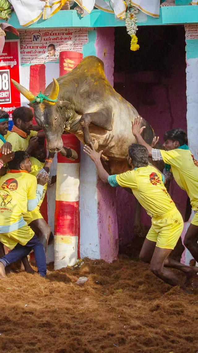 Jallikattu 2023: 10 amazing pictures from this year's bull-taming sport