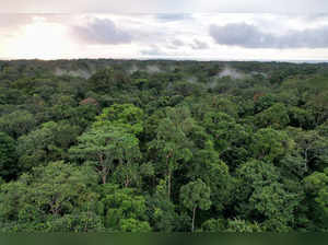 94 percent of Rainforest Carbon Offsets do no ‘Good’ for the environment, say reports