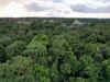94 percent of Rainforest Carbon offsets do no ‘Good’ for the environment, say reports