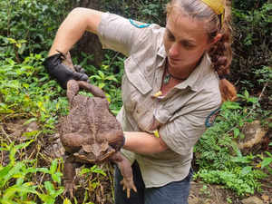 This handout from the Queensland Department of Environment and Science taken on January 12, 2023 and received on January 20 shows a park ranger holding a cane toad weighing 2.7 kilograms discovered in Conway National Park in Australia's state of Queensland.  Australian rangers have euthanised a "monster" cane toad discovered in the wilds of a coastal park -- a warty brown specimen as long as a human arm and weighing 2.7 kilograms (6 pounds). - RESTRICTED TO EDITORIAL USE - MANDATORY CREDIT "AFP PHOTO /   Queensland Department of Environment and Science " - NO MARKETING NO ADVERTISING