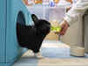 Hong Kong pet rabbits enjoy at luxe bunny resort as owners travel for Chinese New Year holidays