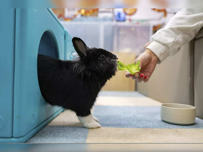 Apart from feeding, the pet rabbits can enjoy hair-brushing, nail trimming and exercising.