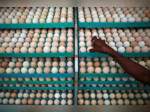 FILE PHOTO: A hatchery worker  inspects an egg in an incubator in Mangaon, south of Mumbai