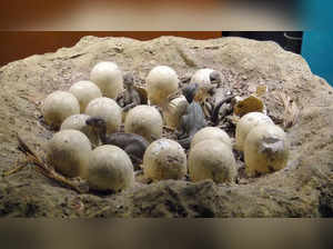 aleontologists discover dinosaur nests and 265 fossilised eggs in Madhya Pradesh’s Narmada Valley