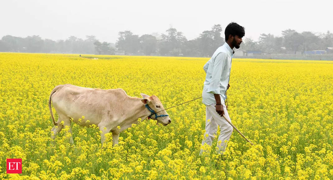 North Indian cold wave impacts two major Rabi crops in different ways