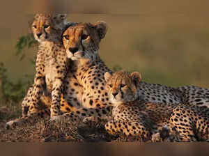 cheetahs-in-india-the-journey-of-the-wild-cat-from-africa-to-india-after-70-years-since-it-went-extinct.