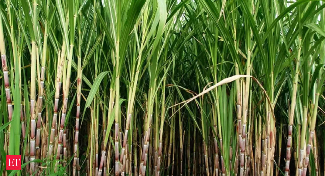 Indian sugar mills to close early as rain hits cane supply, says government official