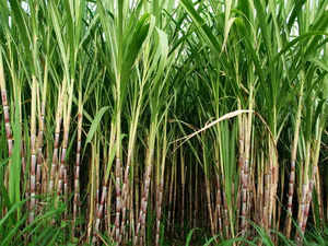sugarcane.,