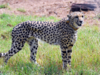 12 cheetahs from South Africa to land in India next month