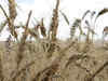 Pakistan facing net wheat deficit of 2.37 million metric tons, says food minister