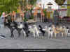 Watch: German man’s 14 dogs perform conga dance to set new Guinness World Record