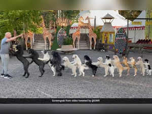 Watch: German man’s 14 dogs perform conga dance to set new Guinness World Record