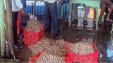 Fishmeal duty cut to help revive shrimp exports to US, other countries