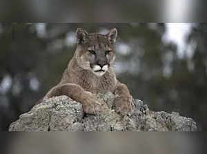 California mother saves 5-year old from mountain lion attack. Details here
