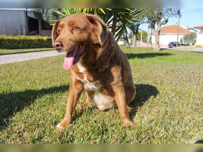 The dog, Bobi, that broke the record for oldest dog ever at 30 years-old, is pictured at Conqueiros, in Leiria