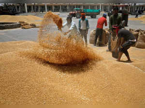Workers sift wheat before filling in sacks at a market yard on the outskirts of Ahmedabad