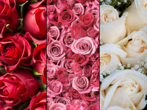 Rose Day 2023: Seven different types of roses, their special meanings for Valentine’s Day