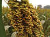 Push millet demand, tweak grain subsidies