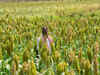 $100-million opportunity: India, the largest producer of millets, exports only 1% of the output