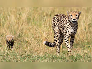 Cheetahs from South Africa likely to be brought to Madhya Pradesh next month