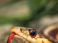 Cobra: Snake catcher in Rajasthan dies within minutes after being bitten by  a cobra - The Economic Times